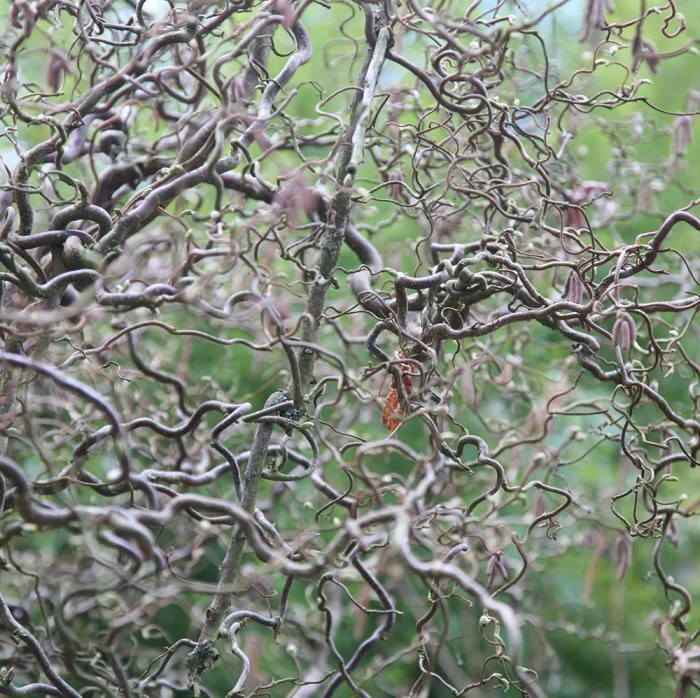 Corkscrew hazel